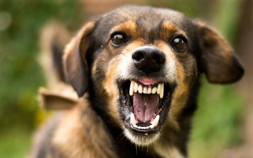 perro-agresivo